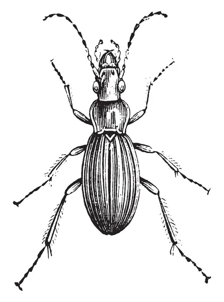 Insecte Genre Carabus Illustration Gravée Vintage Histoire Naturelle Des Animaux — Image vectorielle