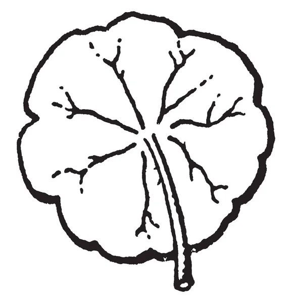 显示盾形的叶子的图片 一种盾形 与茎附着在叶子或其他器官的圆周处 老式线条画或雕刻插图 — 图库矢量图片