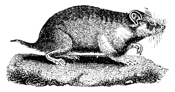 Criceto Illustrazione Incisa Epoca Storia Naturale Degli Animali 1880 — Vettoriale Stock