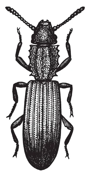 Saw Toothed Grain Beetle Slender Dark Brown Beetle Size Vintage — Stock Vector