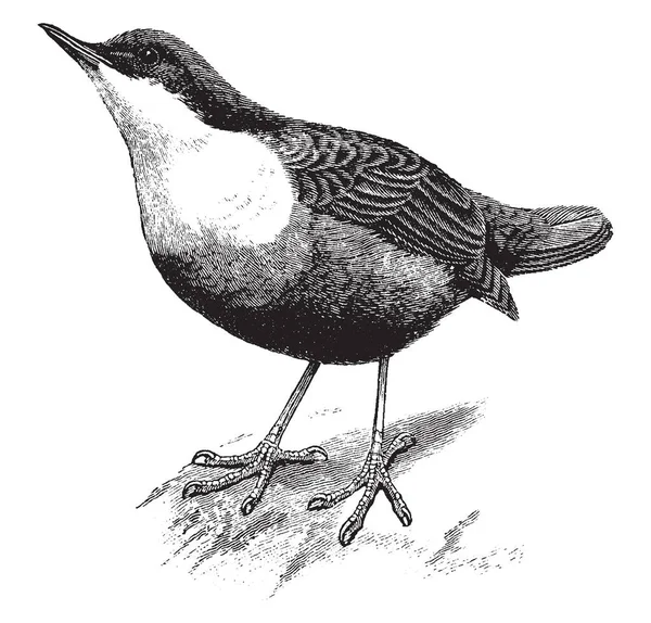 Dipper Son Miembros Del Género Cinclus Familia Las Aves Cinclidae — Vector de stock