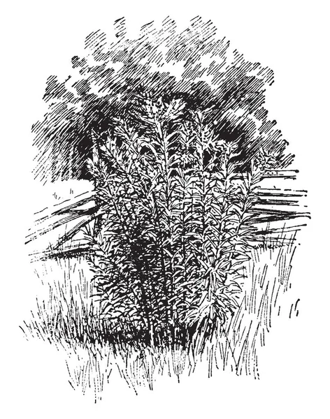 Dit Het Beeld Van Vernonia Noveboracensis Plant Verwant Aan Familie — Stockvector