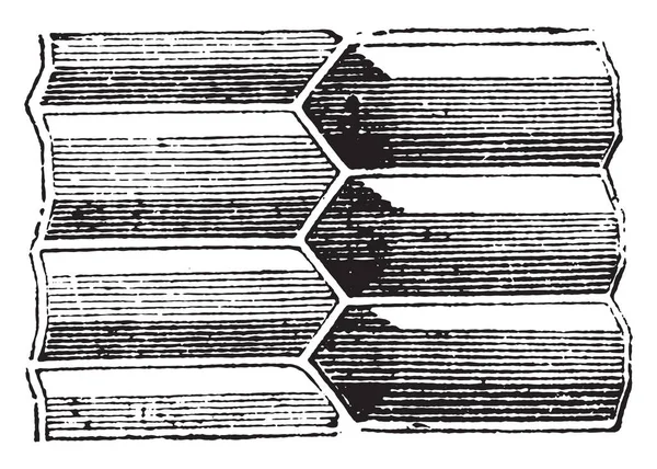 Celler Enligt Tjockleken Kakan Vintage Ingraverad Illustration Naturhistoria Djur 1880 — Stock vektor