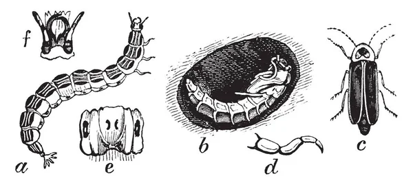 Luciole Est Est Espèce Luciole Commune Amérique Nord — Image vectorielle