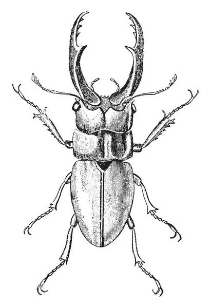 Esta Imagen Representa Luranus Cinnamomeus Dibujo Línea Vintage Ilustración Grabado — Archivo Imágenes Vectoriales