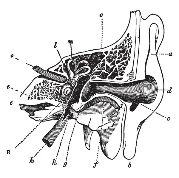 Иллюстрация Представляет Собой Поперечное Сечение Уха Рисунок Винтажной Линии Гравировка — стоковый вектор