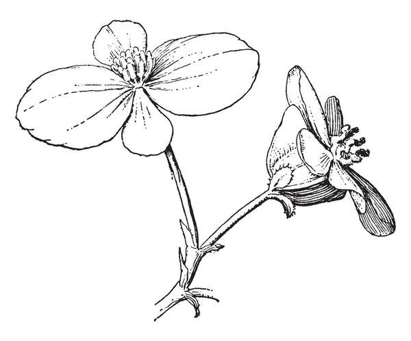 Dos Flores Este Cuadro Las Flores Tienen Cuatro Pétalos Con — Archivo Imágenes Vectoriales