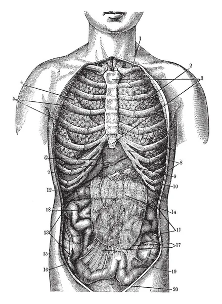 Halswirbelknochen Und Linke Lunge Vintage Strichzeichnung Oder Gravierillustration — Stockvektor