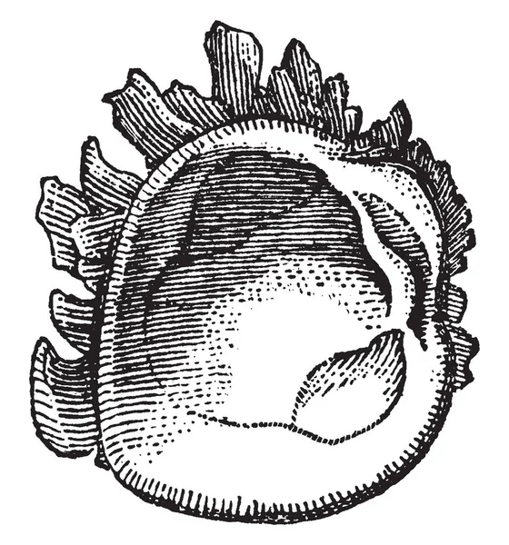 Měkkýš Kterýmkoli Členem Velké Phyllum Mollusca Bezobratlé Živočichy Vintage Kreslení — Stockový vektor