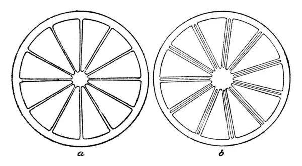 Imagen Muestran Las Secciones Transversales Los Ovarios Sinopsis Apocarposis Synocarpous — Vector de stock