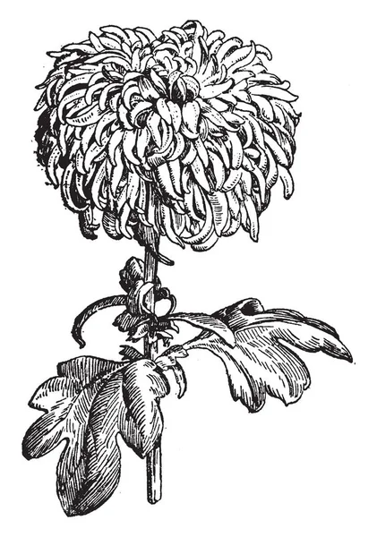 Type Arbuste Chrysanthème Avec Des Fleurs Courbes Vers Bas Dessin — Image vectorielle