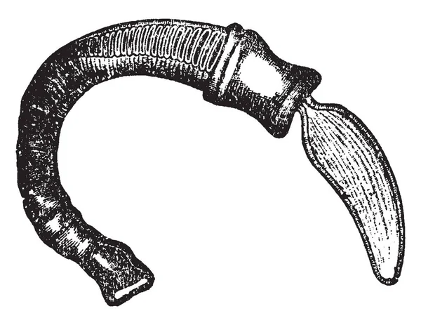 橡子蠕虫是一种 Hemichordate 类无脊椎动物 由同一名称 复古线条画或雕刻插图的一个顺序组成 — 图库矢量图片