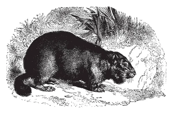 欧洲土拨鼠 这是一个流行的名称 最有名的欧洲物种的这一属 复古线条画或雕刻插图 — 图库矢量图片