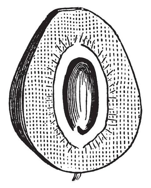 Fruta Mora Desarrolla Partir Ovario Interior Hay Pulpas Ovario Con — Archivo Imágenes Vectoriales