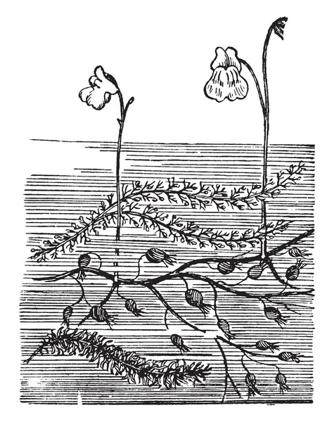 Bladderwort 是水生植物 这些植物广泛分布在大规模 它们通常会产生细枝 生长垂直 花朵从水面上浮现 复古线条画或雕刻插图 — 图库矢量图片