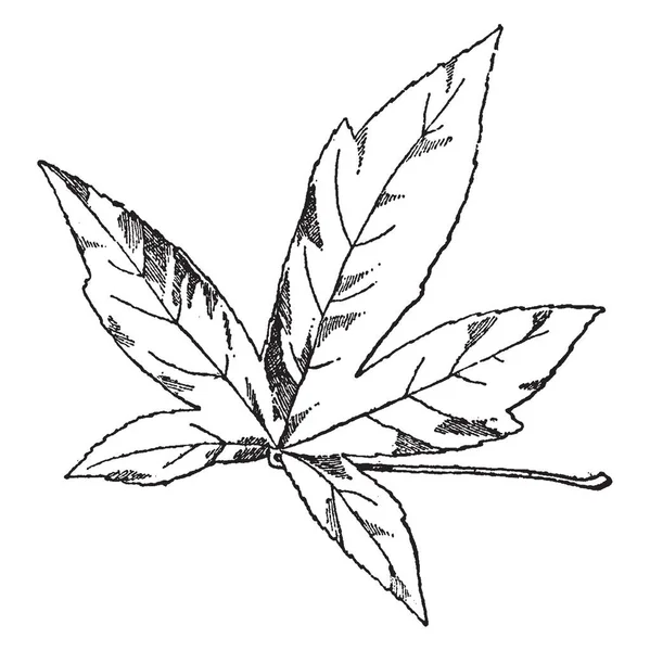 Image Leaf Amber Tree Vintage Line Drawing Engraving Illustration — Stock Vector