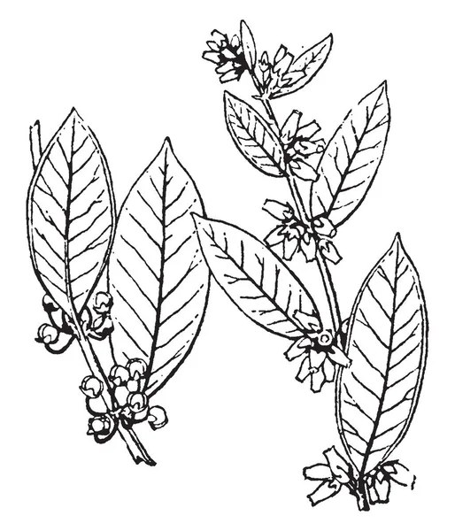 Δερματώδη Ευρεία Φύλλα Λουλούδια Εκλεκτής Ποιότητας Γραμμικό Σχέδιο Απεικόνιση Χαρακτική — Διανυσματικό Αρχείο
