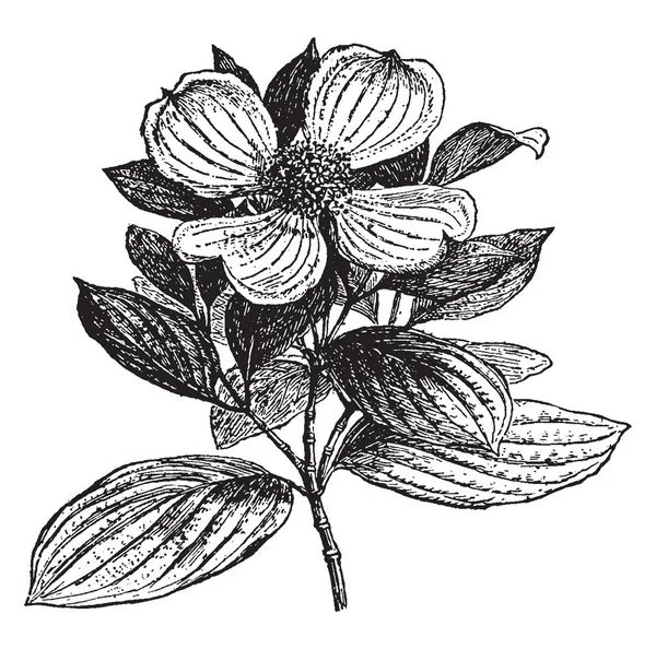 Una Foto Que Muestra Dogwood Una Planta Leñosa Perteneciente Familia — Archivo Imágenes Vectoriales