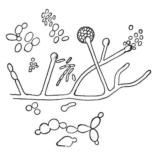 Una Imagen Que Muestra Fermentación Del Vino Organismos Encontrados Sobre — Vector de stock