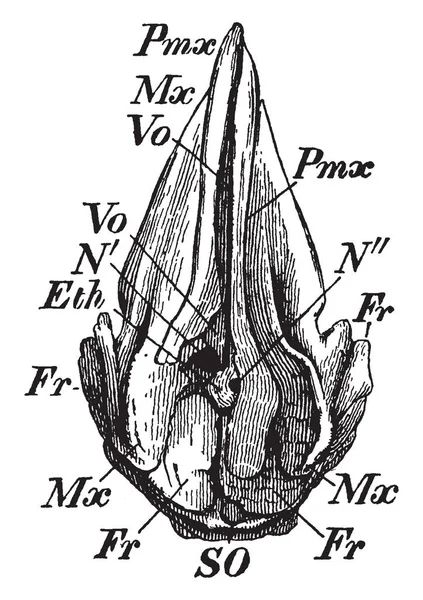 Physeter Macrocephalus Κρανίο Που Είναι Μεγαλύτερο Από Οδοντωτοί Φάλαινες Και — Διανυσματικό Αρχείο