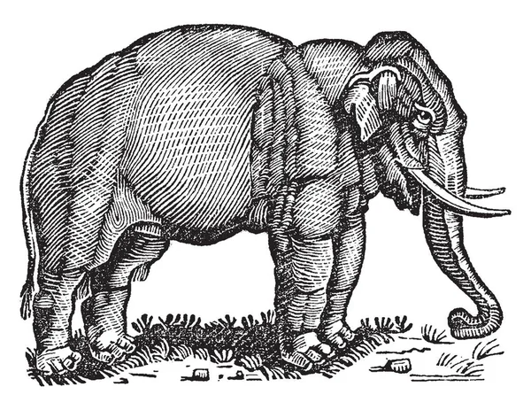 Слони Великих Ссавців Сім Elephantidae Порядку Хоботні Vintage Штриховий Малюнок — стоковий вектор