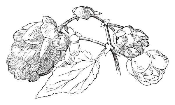 이미지는 일부의 Inforlescence의 Humulus Lupulus를 줍니다 과일의 머리는 양조에 됩니다 — 스톡 벡터