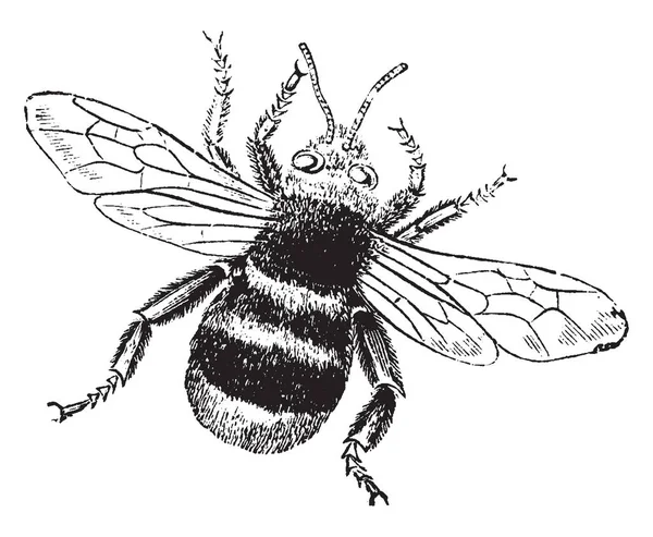 Humble Bee Endommage Parfois Les Haricots Les Fleurs Cultivées Dessin — Image vectorielle