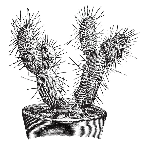 Рисунке Изображена Ветвь Optunia Platyacantha Которая Представляет Собой Разновидность Колючей — стоковый вектор