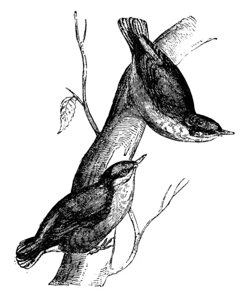 Nuthatch Ukiran Ilustrasi Antik Sejarah Alam Hewan 1880 - Stok Vektor