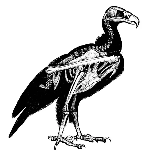 Gier Skelet Vintage Gegraveerd Illustratie Natural History Dieren 1880 — Stockvector