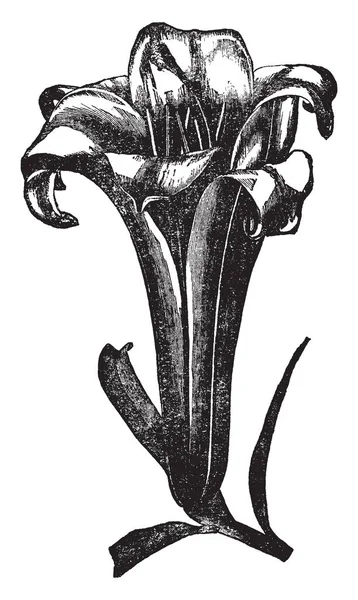 Çiçek şekilli huni büyük ve uzun. Sarı, turuncu, pembe, kırmızı veya mor renk, vintage çizgi çizme ve gravür illüstrasyon ile çiçekler.