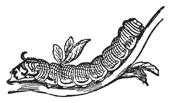 Death Head Moth Caterpillar Est Astéroïde Acérontiel Européen Dessin Ligne — Image vectorielle