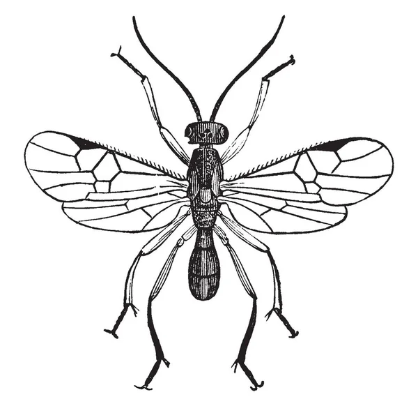 雄性成虫的寄生虫黄蜂使用其他昆虫作为宿主 直到它们最终被杀死 复古线画或雕刻插图 — 图库矢量图片