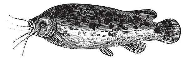 Electric Catfish Vintage Ingraverad Illustration Naturhistoria Djur 1880 — Stock vektor