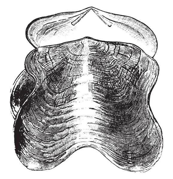 Deze Afbeelding Vertegenwoordigt Zadel Shell Vintage Lijntekening Gravure Illustratie — Stockvector