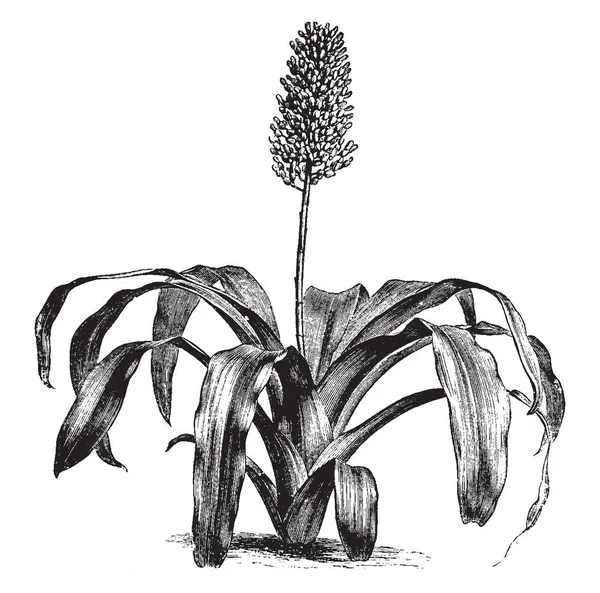 Ein Bild Von Aechmea Fulgens Blume Und Ist Eine Art — Stockvektor