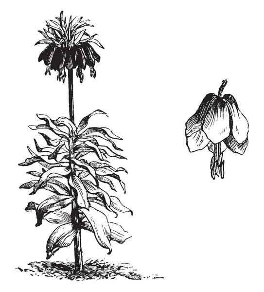 Imagem Planta Fritillaria Meleagris Turbilhão Proeminente Flores Viradas Para Baixo — Vetor de Stock