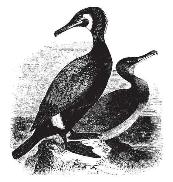 Este Diagrama Representa Cormorán Negro Dibujo Línea Vintage Ilustración Grabado — Archivo Imágenes Vectoriales