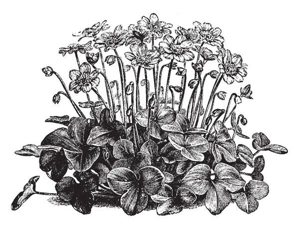 一幅图片显示了一株海葵肝 也被称为普通肝 海葵肝的花朵大多是蓝色的 生长在英国 复古线条画或雕刻插图 — 图库矢量图片