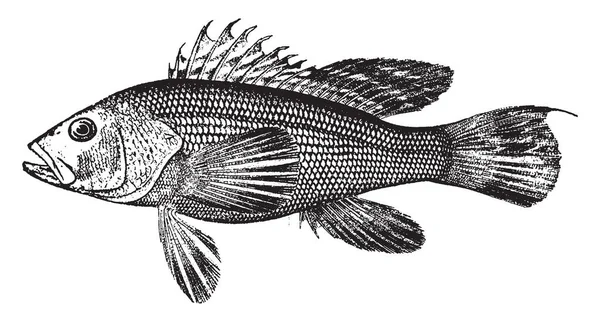 Sea Bass Une Chair Blanche Floconneuse Pèse Livres Dessin Ligne — Image vectorielle