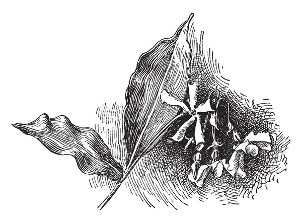 Trachelospermum 栀子或联盟 茉莉花开花植物物种在家庭夹竹桃科的形象 它原产于东方和东南亚 也被称为星茉莉 复古线条画或雕刻插图 — 图库矢量图片