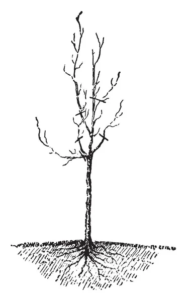 Uma Árvore Após Derramamento Folhas Desenho Linha Vintage Gravura Ilustração — Vetor de Stock