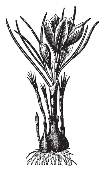 クロッカスの秋咲き種であるサフランの植物を示す画像 春サフラン Closel ビンテージの線描画や彫刻イラストに似ていると呼ばれる種から区別するために秋のサフランと呼ばれます — ストックベクタ