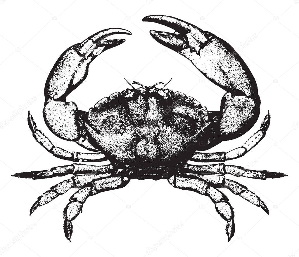 Stone Crab are popular with Floridians and Florida visitors, vintage line drawing or engraving illustration.
