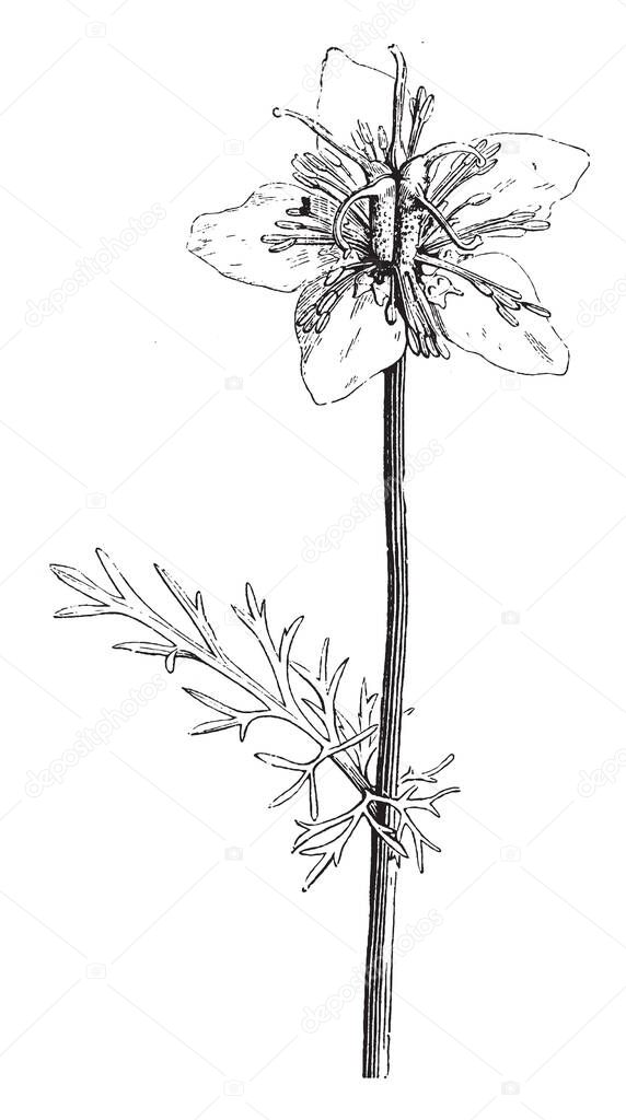Nigella has many common names including devil-in-the-bush, fennel flower, and love-in-a-mist. It is widely grown for its flavorful seeds and leaves. The plant grows one and a half feet tall, vintage line drawing or engraving illustration.