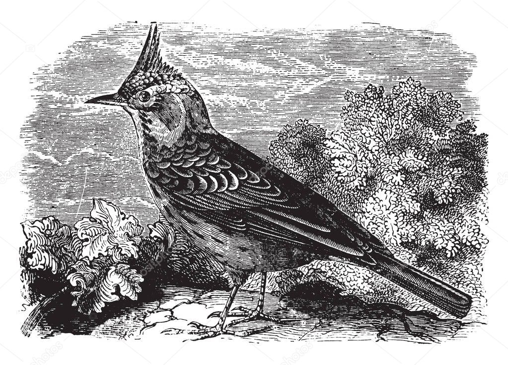 Crested Lark is a species of lark in the Alaudidae family found across the northern hemisphere, vintage line drawing or engraving illustration.