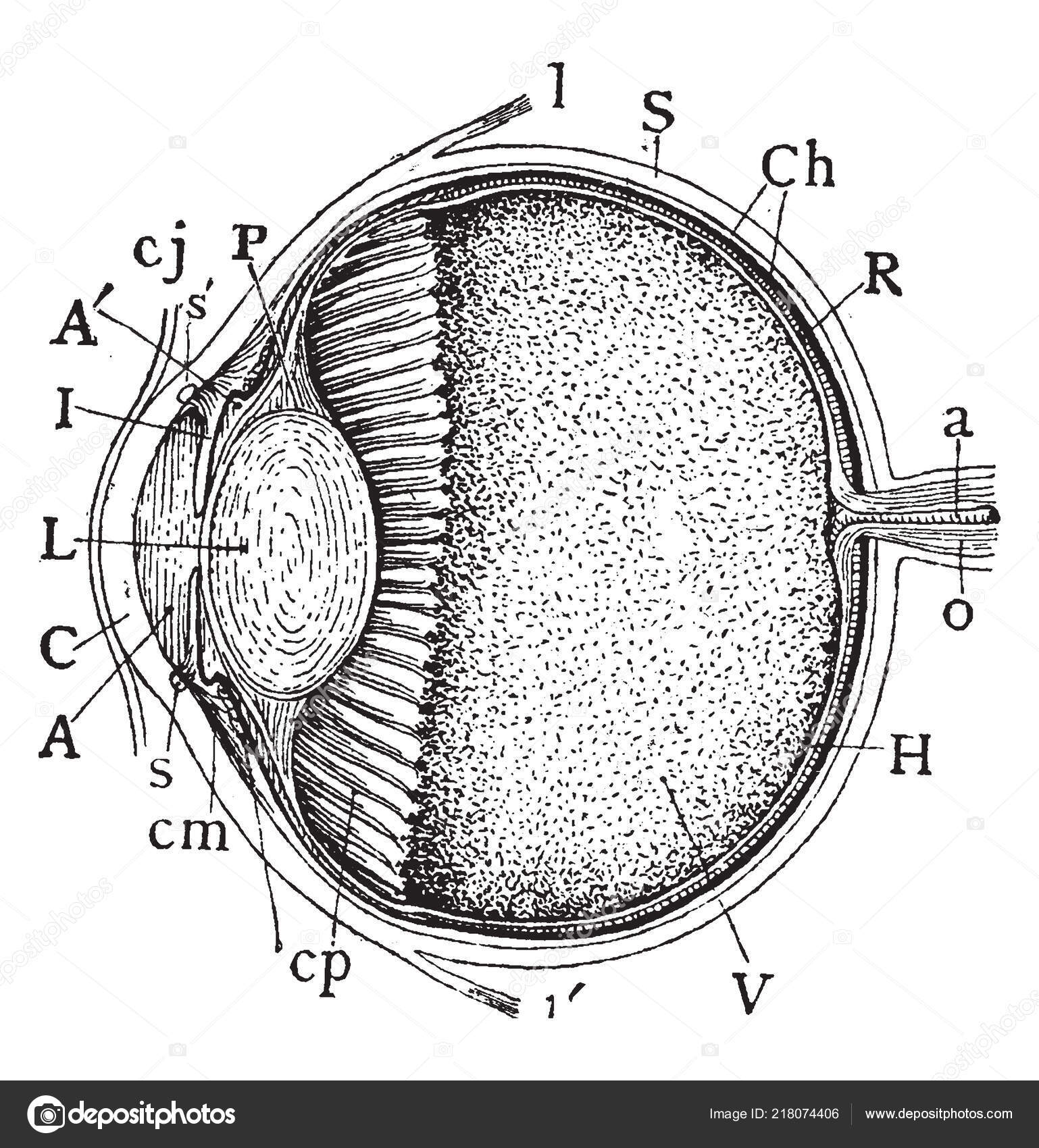 Rare Design Vintage Band Punk Rock Olho Seco T-shirt 1999s, image size:1538x1700