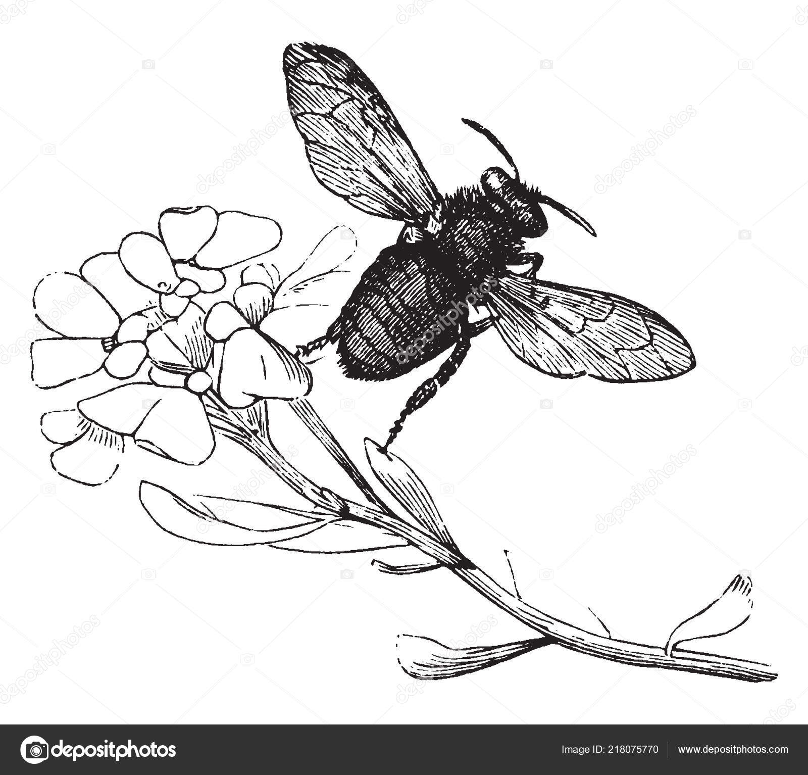 Abelha Zangão Que São Carregados Com Pólen Desenho Linha Vintage Vetor de  ©Morphart 218075770, image size:1600x1534