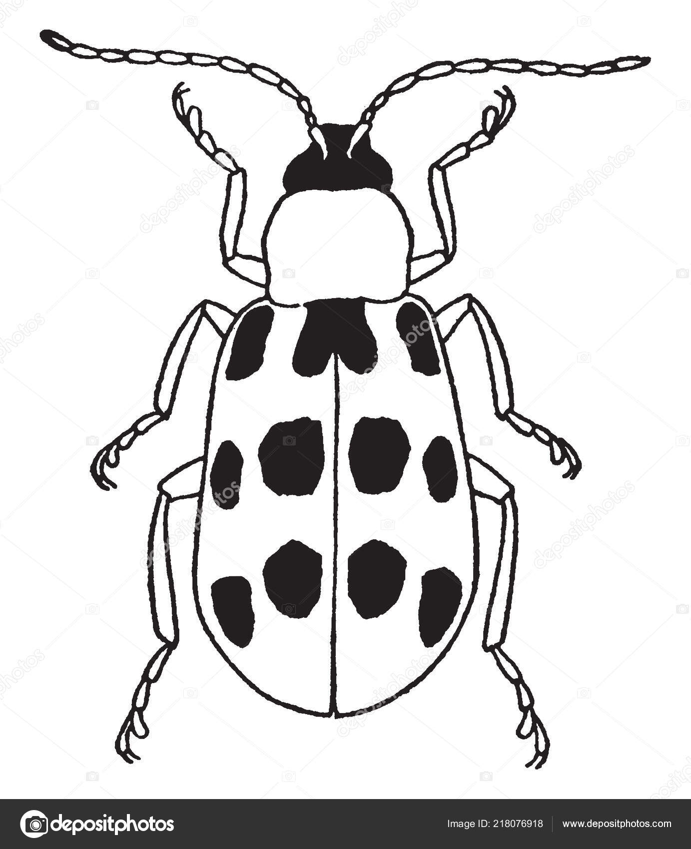 Corn Rootworm Destructive Insect Corn Vintage Line Drawing Engraving