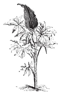 Arum Dracunculus ejderha arum bilinir. Kan kırmızı çiçekler, vintage çizgi çizme veya oyma illüstrasyon yaz erken aylarda çiçek.